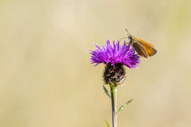 Small Skipper by Christopher Smith