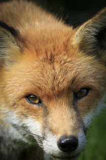 Red Fox von Christopher Smith