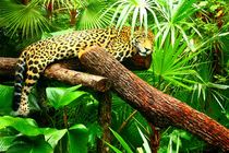 Jaguar im Dschungel von Belize by Mellieha Zacharias