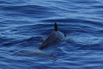 Dolphin by bagojowitsch