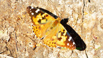 Schmetterling I by Uwe Ruhrmann