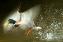 Flying Duck by Anja Sieczkarek