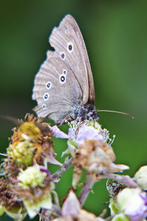 Ringlet Butterfly by Vicki Field