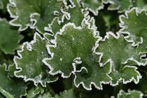 Frostiges Blattgrün von Anja  Bagunk