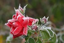 Rote Rose mit Eistkristallen by Anja  Bagunk