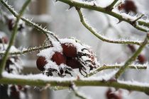 Hagebutten mit Schneehaube by Anja  Bagunk