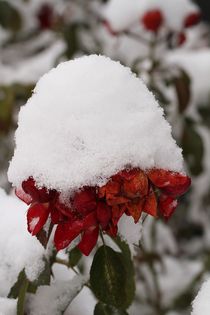 Rosen mit Schneehaube von Anja  Bagunk