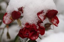 Rosen mit Schneehaube by Anja  Bagunk