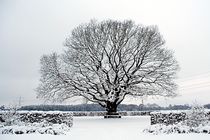 Alter Baum im Schnee von Anja  Bagunk