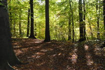Forest von Anette H.