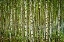 Endless Birches by Janis Upitis