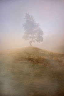 Loneliness at foggy dawn von Jarek Blaminsky