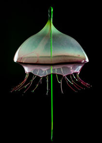 Water Jellyfish by Jarek Blaminsky