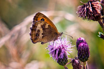 Meadow Brown Butterfly by Vicki Field