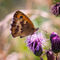 Meadow-brown-butterfly