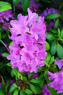 Rhododendron-Schönheiten by gscheffbuch