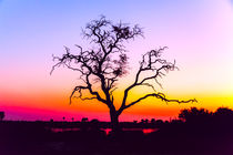 African Tree At Sunset by Graham Prentice