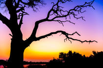 Tree At Sunset von Graham Prentice