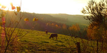 Kühe auf der Weide by darlya