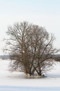 Bäume in der winterlich vereisten Elbtalaue von Anja  Bagunk