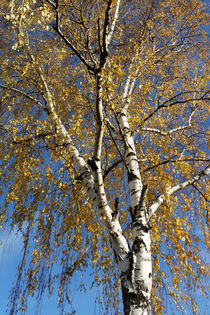 Autumn tree by feiermar