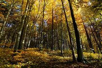Herbstwald von Bruno Schmidiger