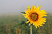 Sonnenblume von Bruno Schmidiger