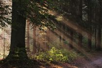 Licht im Wald by Bruno Schmidiger
