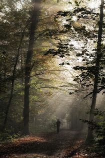 Nebel im Wald by Bruno Schmidiger