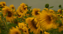 Sonnenblumen III - Vor dem Gewitter by ysanne