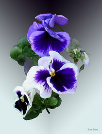 Three Purple Pansies in a Row von Susan Savad