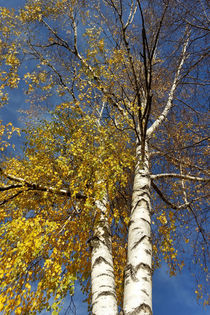 two birch trees  by feiermar