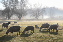 Schafe am Morgen von Bernhard Kaiser
