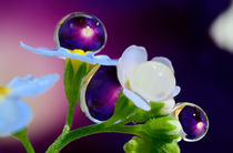 Drops, reminiscent of the jewels on the flowers.  by Yuri Hope