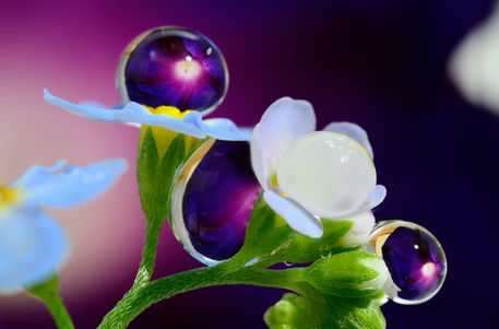 Drops-of-rain-reminiscent-of-the-jewels-on-the-flowers