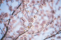 Petzval - Kirschblüten - Hanami by goettlicherfotografieren