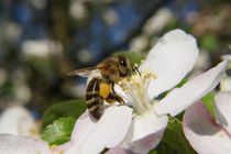 Biene auf Apfelblüte von Mathias Karner