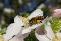 Biene auf Apfelblüte von Mathias Karner