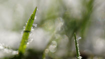 Gras mit Eiskristallen von Mathias Karner