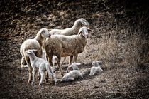 Schafe Toskana Italien / sheep in Tuscany von Thomas Schaefer