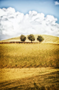 'Landschaft Toskana Italien / italian landscape Tuscany' von Thomas Schaefer