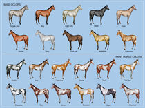 Horse color chart by William Rossin