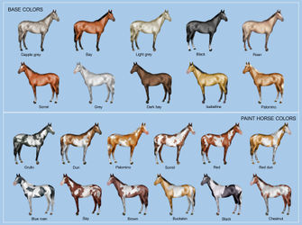 Horse-color-chart