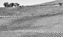 Weinberge Toskana Italien / vineyards landscape Tuscany by Thomas Schaefer