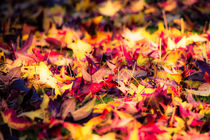 Herbstlaub by mroppx