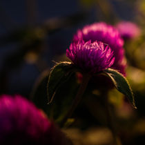 Lila Blüten in Abendsonne von mroppx