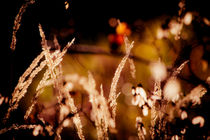 Herbst-Gräser by mroppx