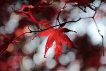 Blätter by artpic
