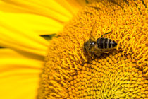 Biene auf Blume von Mathias Karner