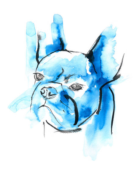 Blue-animals-franz-bulldoge
